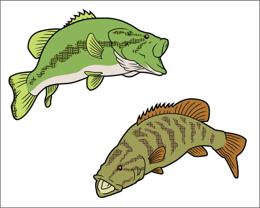 largemouth and smallmouth bass